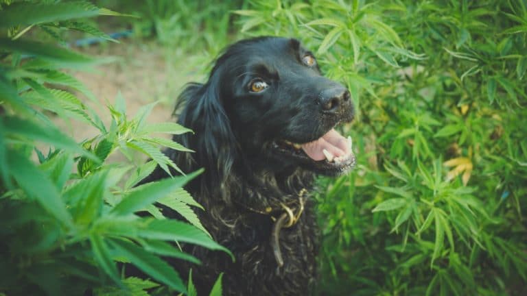 Smiling dog in a hemp field