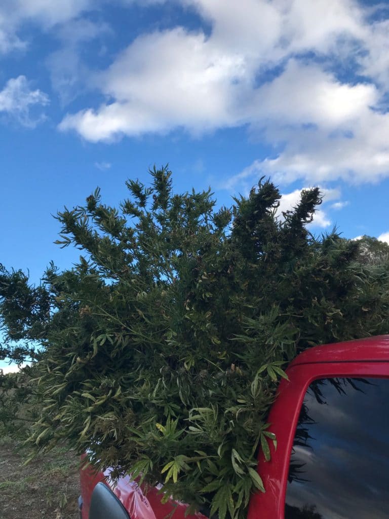Red toyota tacoma truck bed filled with freshly harvested organic hemp