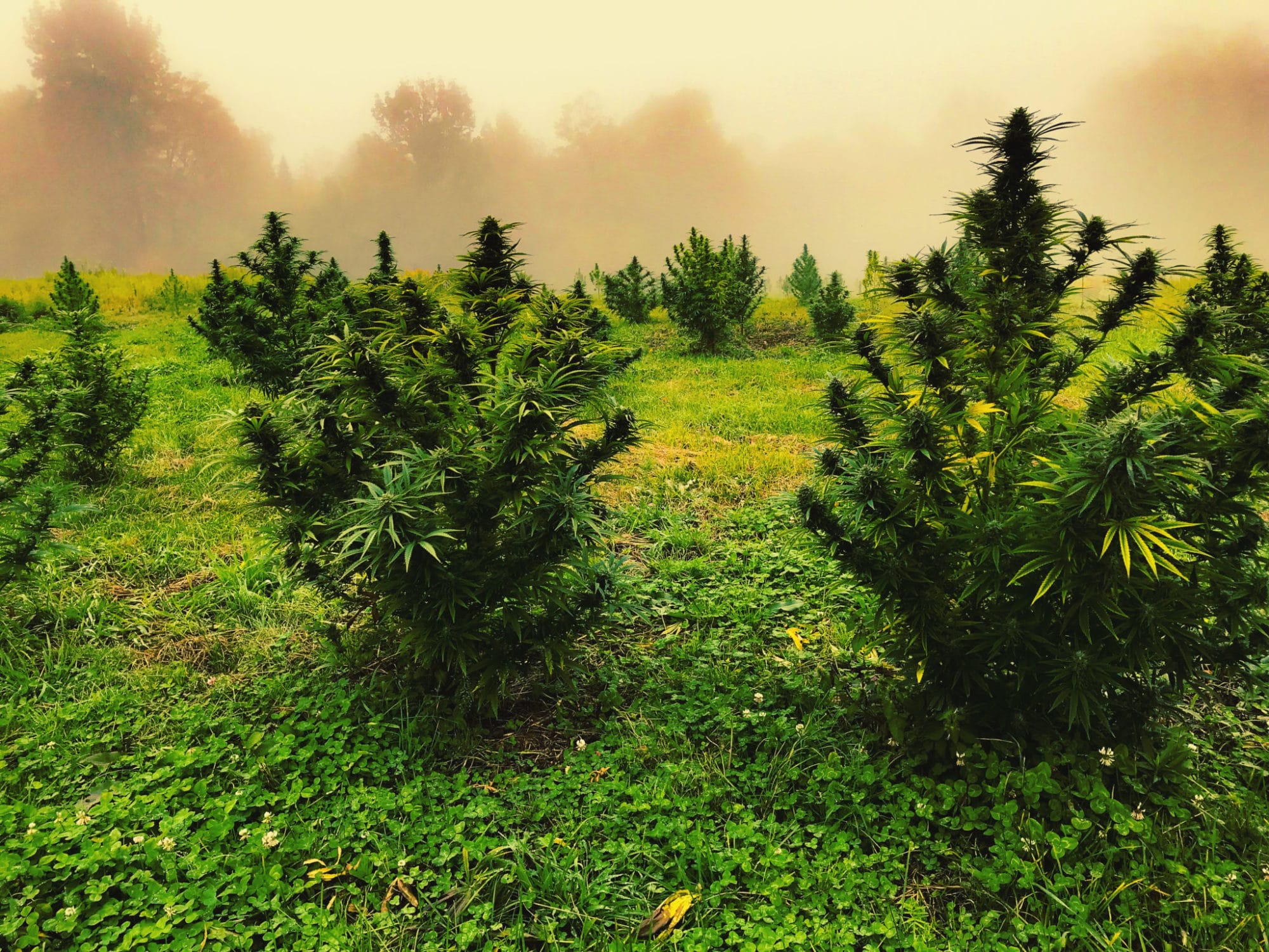 Mature hemp plants in a field with fog and mist